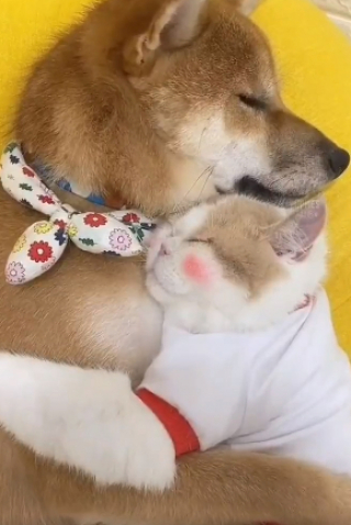 Illustration de l'article : Une vidéo montrant l’amour fusionnel entre un chien et un chat fait fondre le cœur des internautes