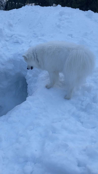 Illustration de l'article : Echo, le chien qui voulait vivre dans une grotte enneigée
