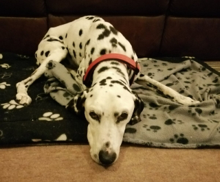 Illustration de l'article : 20 photos de chiens qui sont sur le point de perdre leur épique bataille contre le sommeil