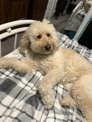 Illustration de l'article : 20 photos de chiens qui sont sur le point de perdre leur épique bataille contre le sommeil