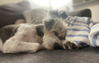 Illustration de l'article : 20 photos de chiens qui sont sur le point de perdre leur épique bataille contre le sommeil