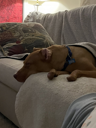 Illustration de l'article : 20 photos de chiens qui sont sur le point de perdre leur épique bataille contre le sommeil