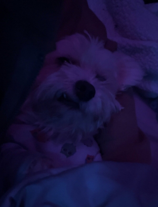 Illustration de l'article : 20 photos de chiens qui sont sur le point de perdre leur épique bataille contre le sommeil