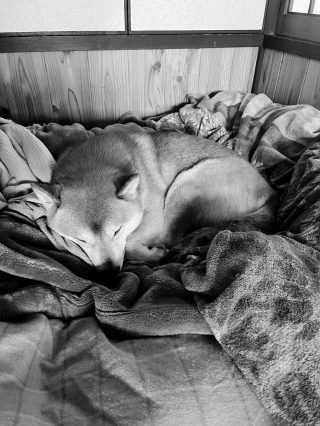 Illustration de l'article : 20 photos de chiens qui sont sur le point de perdre leur épique bataille contre le sommeil