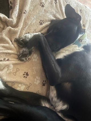 Illustration de l'article : 20 photos de chiens qui sont sur le point de perdre leur épique bataille contre le sommeil