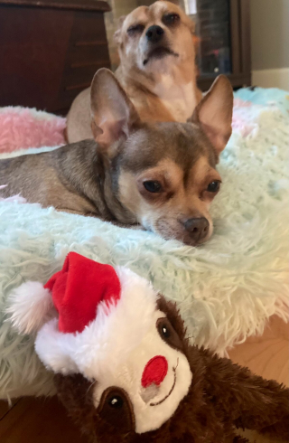 Illustration de l'article : 20 photos de chiens qui sont sur le point de perdre leur épique bataille contre le sommeil