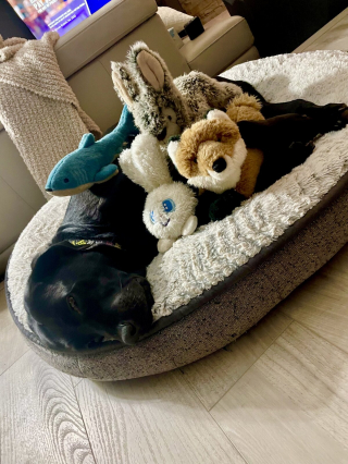 Illustration de l'article : 20 photos de chiens qui sont sur le point de perdre leur épique bataille contre le sommeil