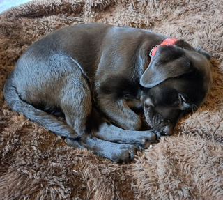 Illustration de l'article : 20 photos de chiens qui sont sur le point de perdre leur épique bataille contre le sommeil