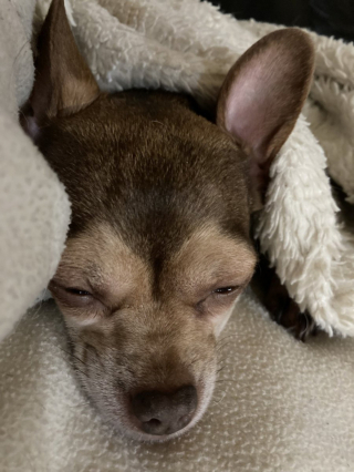 Illustration de l'article : 20 photos de chiens qui sont sur le point de perdre leur épique bataille contre le sommeil