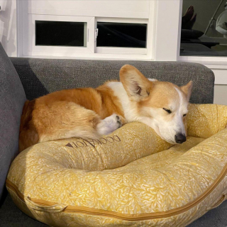 Illustration de l'article : 20 photos de chiens qui sont sur le point de perdre leur épique bataille contre le sommeil