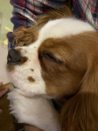 Illustration de l'article : 20 photos de chiens qui sont sur le point de perdre leur épique bataille contre le sommeil