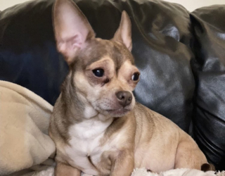 Illustration de l'article : 20 photos de chiens qui sont sur le point de perdre leur épique bataille contre le sommeil