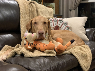 Illustration de l'article : 20 photos de chiens qui sont sur le point de perdre leur épique bataille contre le sommeil