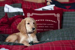 Illustration de l'article : 20 photos de chiens qui sont sur le point de perdre leur épique bataille contre le sommeil