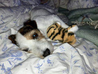 Illustration de l'article : 20 photos de chiens qui sont sur le point de perdre leur épique bataille contre le sommeil