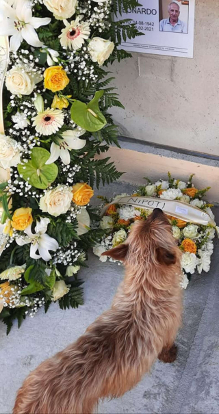 Illustration de l'article : Tous les jours, ce chien parcourt plus de 3 kilomètres pour se recueillir sur la tombe d’un cimetière