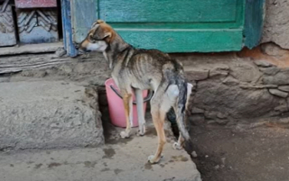 Illustration de l'article : Un chiot errant et affamé va petit à petit reprendre goût à la vie en retrouvant amour et sécurité