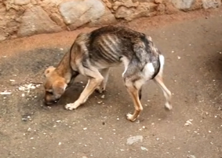 Illustration de l'article : Un chiot errant et affamé va petit à petit reprendre goût à la vie en retrouvant amour et sécurité