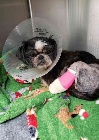 Illustration de l'article : Amputé des pattes arrière, ce chien se fait adopter par un homme qui souffre du même mal