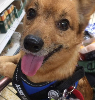 Illustration de l'article : Ce chien prend soin de sa maîtresse sujette à des malaises et tient compagnie à sa voisine de 96 ans