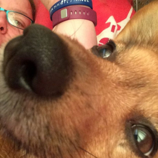 Illustration de l'article : Ce chien prend soin de sa maîtresse sujette à des malaises et tient compagnie à sa voisine de 96 ans