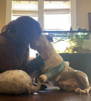 Illustration de l'article : Après 2 ans de recherches, une chienne est retrouvée malade et blessée au fond d'un fossé (vidéo)