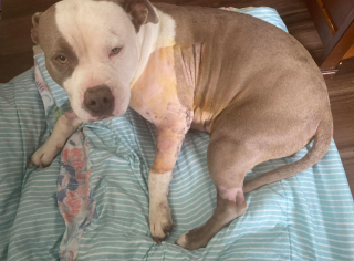 Illustration de l'article : Après 2 ans de recherches, une chienne est retrouvée malade et blessée au fond d'un fossé (vidéo)