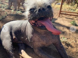 Illustration de l'article : Le chien élu "le plus laid du monde" a pris sa revanche sur la vie durant un concours œuvrant pour la promotion de l’adoption