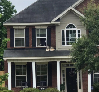 Illustration de l'article : 14 photos offrant un petit aperçu du degré de drôlerie que les chiens sont capables d'atteindre