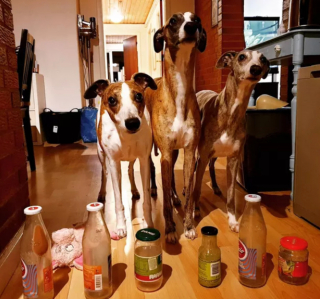 Illustration de l'article : 14 photos offrant un petit aperçu du degré de drôlerie que les chiens sont capables d'atteindre