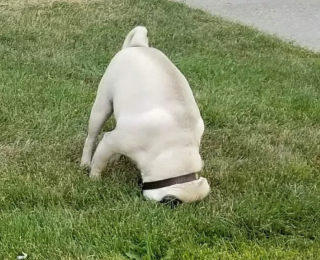 Illustration de l'article : 14 photos offrant un petit aperçu du degré de drôlerie que les chiens sont capables d'atteindre