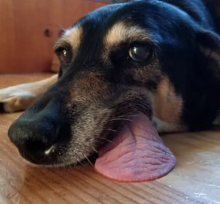 Illustration de l'article : 14 photos offrant un petit aperçu du degré de drôlerie que les chiens sont capables d'atteindre