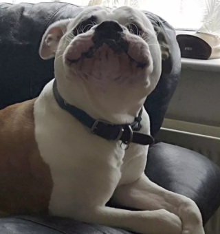 Illustration de l'article : 14 photos offrant un petit aperçu du degré de drôlerie que les chiens sont capables d'atteindre