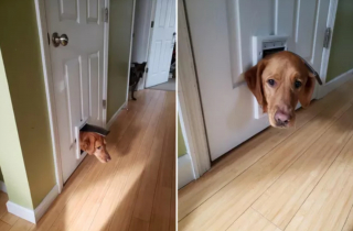 Illustration de l'article : 14 photos offrant un petit aperçu du degré de drôlerie que les chiens sont capables d'atteindre