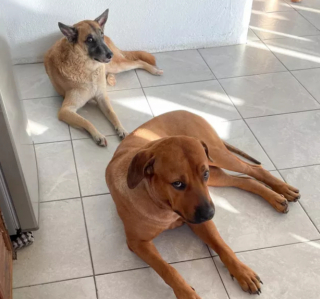 Illustration de l'article : 14 photos offrant un petit aperçu du degré de drôlerie que les chiens sont capables d'atteindre