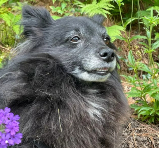 Illustration de l'article : 14 photos offrant un petit aperçu du degré de drôlerie que les chiens sont capables d'atteindre