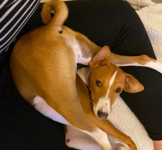 Illustration de l'article : 14 photos offrant un petit aperçu du degré de drôlerie que les chiens sont capables d'atteindre