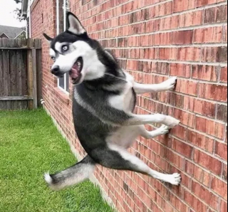 Illustration de l'article : 14 photos offrant un petit aperçu du degré de drôlerie que les chiens sont capables d'atteindre