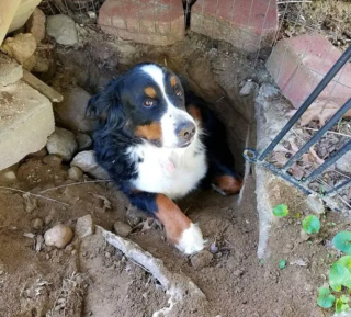 Illustration de l'article : 14 photos offrant un petit aperçu du degré de drôlerie que les chiens sont capables d'atteindre