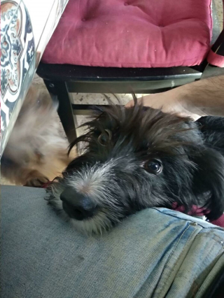 Illustration de l'article : 20 photos réconfortantes de chiens qui retrouvent leur joie de vivre grâce à l'adoption