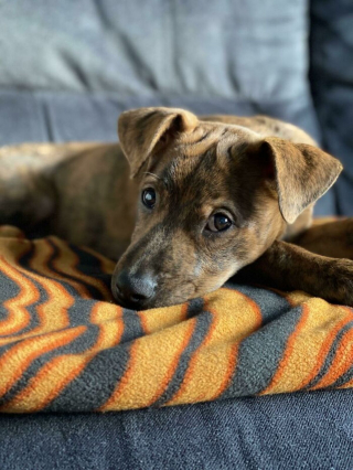 Illustration de l'article : 20 photos réconfortantes de chiens qui retrouvent leur joie de vivre grâce à l'adoption