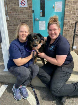 Illustration de l'article : 20 photos réconfortantes de chiens qui retrouvent leur joie de vivre grâce à l'adoption