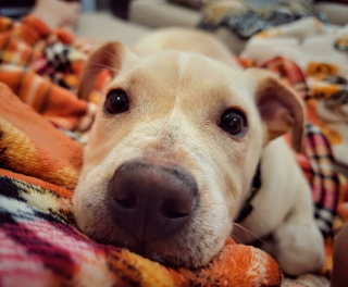 Illustration de l'article : 20 photos réconfortantes de chiens qui retrouvent leur joie de vivre grâce à l'adoption