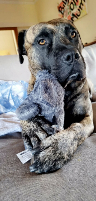 Illustration de l'article : 20 photos réconfortantes de chiens qui retrouvent leur joie de vivre grâce à l'adoption