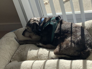 Illustration de l'article : 20 photos réconfortantes de chiens qui retrouvent leur joie de vivre grâce à l'adoption