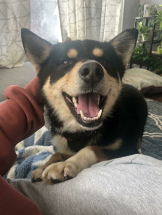 Illustration de l'article : 20 photos réconfortantes de chiens qui retrouvent leur joie de vivre grâce à l'adoption