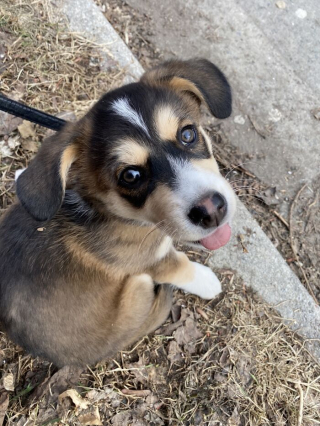 Illustration de l'article : 20 photos réconfortantes de chiens qui retrouvent leur joie de vivre grâce à l'adoption