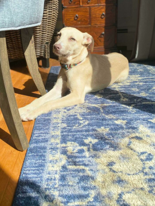 Illustration de l'article : 20 photos réconfortantes de chiens qui retrouvent leur joie de vivre grâce à l'adoption