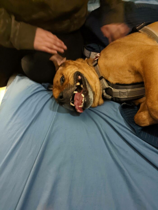 Illustration de l'article : 20 photos réconfortantes de chiens qui retrouvent leur joie de vivre grâce à l'adoption