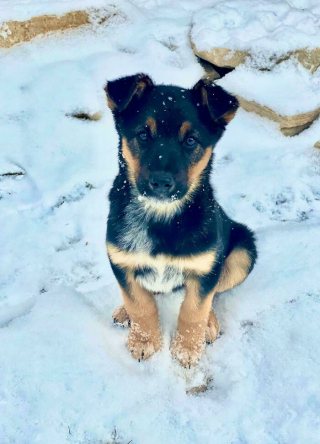 Illustration de l'article : 20 photos réconfortantes de chiens qui retrouvent leur joie de vivre grâce à l'adoption